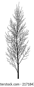 Silhouette Of A Tree On A White Background. Vector Realistic Black And White Illustration Of A Young Poplar.