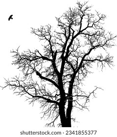 silhouette of a tree showing its branches in autumn progresses isolated on a transparent background
