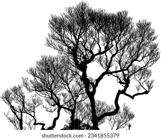 silhouette of a tree showing its branches in autumn progresses isolated on a transparent background