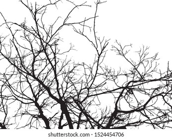silhouette of tree twig or Realistic silhouette of tree bare branches without leaves on a white background. Tree Twigs Silhouette Vector
