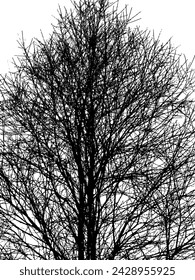 Una silueta de un árbol en invierno