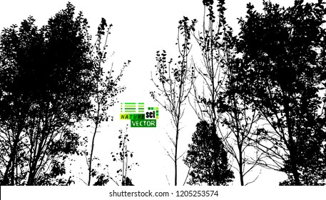 Silhouette of trees in the forest