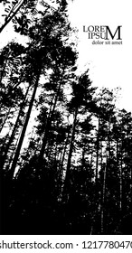 Silhouette of trees in the forest