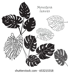 Silhouette tropical monstera leaves. Black isolated on white background.. Vector illustration
