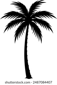 silhouette of a tropical palm tree