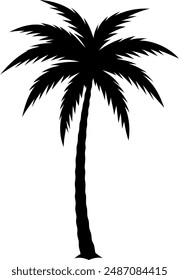 silhouette of a tropical palm tree