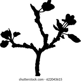 Silhouette of twig of apple tree with first leaves and flower buds isolated on white