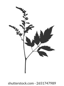 Silhueta galho inflorescência Astilbe, impressão preta, selo, design de elemento. Isolado no fundo branco.