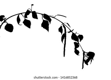 Silhouette of twig of birch tree with first leaves and catkins isolated on white, vector illustration