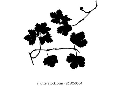 Silhouette of twig of currant with first small leaves isolated on white   