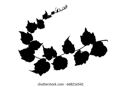 Silhouette of twig of decorative wild grape isolated on white vector illustration