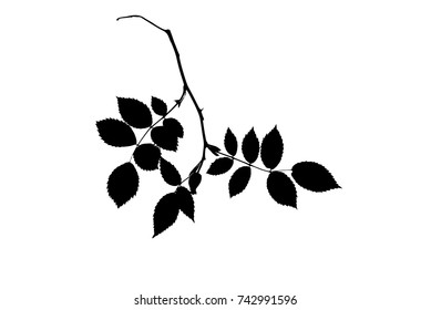 Silhouette of a twig of dog rose with a fruit isolated on white, vector illustration