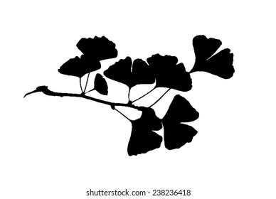 Silhouette of twig of ginkgo biloba tree  isolated on white