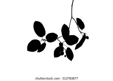 Silhouette of twig with leaves and berries isolated on white
