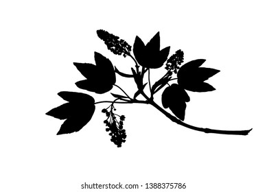 Silhouette of twig of maple with first leaves and blossom isolated on white, vector illustration