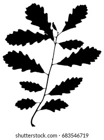 Silhouette of twig of Mongolian oak isolated on white