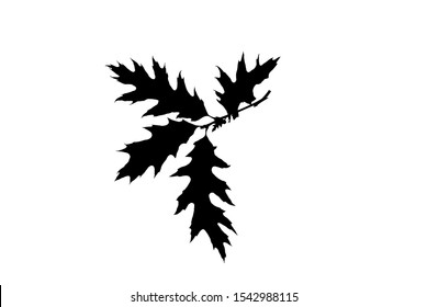 Silhouette of twig of red oak isolated on white background, vector illustration
