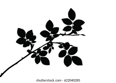 Silhouette of twig of rose isolated on white background