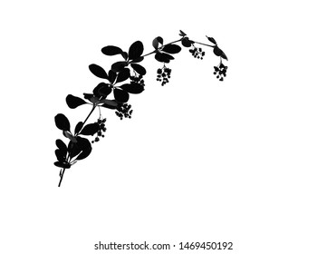 Silhouette of twig with rounded leaves and blossom, isolated on white vector illustration