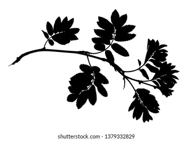 Silhouette of twig of rowan tree with young leaves isolated on white, vector illustration 