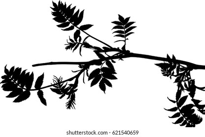 Silhouette of twig of sumac with first spring leaves isolated on white