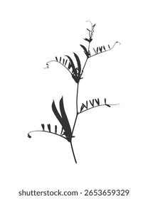 Galho de silhueta da planta Vicia cracca, ou ervilha de rato. Erva com vagem e folhas. Impressão isolada em preto e branco. Ilustração vetorial