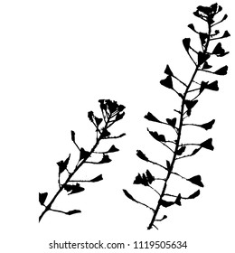 Silhouette of two branches of grass "Shepherd's bag". Isolated Vector Illustration.