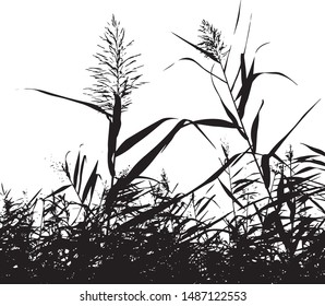 Silhouette of two branches of reed. Cattail. Grass by the lake. Group of plants. Close-up. Isolated vector illustration. Black on white.