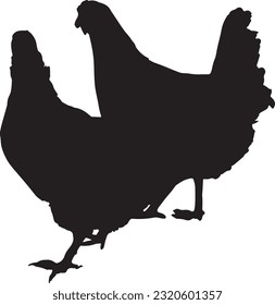 silhouette two chickens standing right next-to-each other chicken hen partridge chook biddy bird two chicken