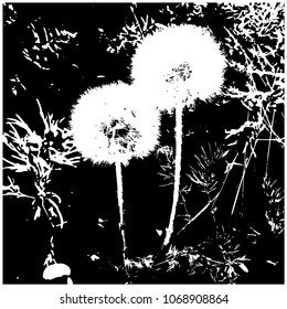 Silhouette. Two flowers of a dandelion. Dandelion. Meadow. Isolated vector illustration. The background is transparent. Black.