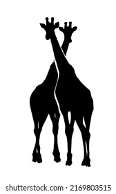 Silhouette of two giraffes. Vector illustration