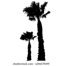 Silhouette of two palm trees. Big and small. Palm trees by the sea. Palm leaf Black silhouette on white. Vector illustration Resort. Exotic. Isolated background