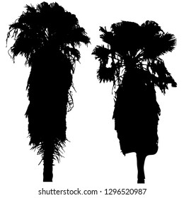 Silhouette of two palm trees. Palm trees by the sea. Palm leaf Black silhouette on white. Vector illustration. Resort. Isolated background.