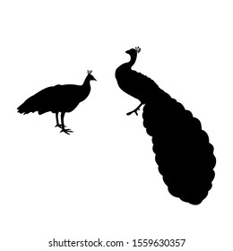 Silhouette of two Peacock . Silhouettes of animals birds. Vector illustrator