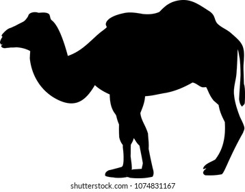 Silhouette of a two-humped camel