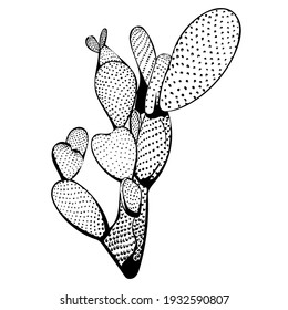 Silhouette vector drawing of a cactus, isolate on a white background. Flat flower illustration. Great floral element for design.
