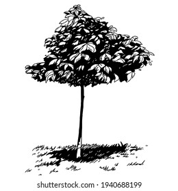 Silhouette vector drawing of chestnut tree, isolate on a white background. Flat illustration. Great floral element for design.