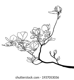 Dibujo vectorial de silueta de magnolia, aíslar sobre un fondo blanco. Ilustración plana. Gran elemento floral para el diseño.