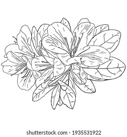 Silhouette vector drawing of a rose flower, isolate on a white background. Flat illustration. Great floral element for design or tattoo
