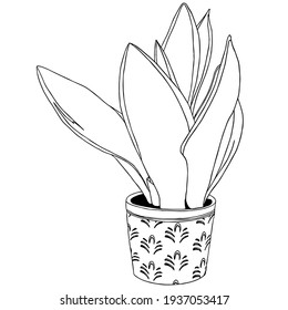 Silhouette vector drawing of sansevieria plant, isolate on a white background. Flat illustration. Great floral element for design or tattoo.