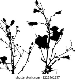 Silhouette. Vector illustration. Bush with flowers and buds. Flowering branches against the sky. Black on white. Isolated background. Wildflowers. Meadow. Seeds. Medicinal plant. Botany. Autumn.