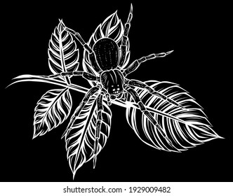 silhouette vector Illustration of a spider web in a rainforest