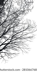 Silhouette vector images of long, oblique branches toward the sky - illustration.