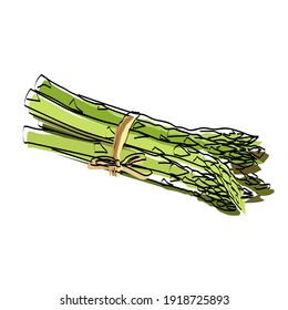 Silhouette of a vegetable. Asparagus. Vector illustration.