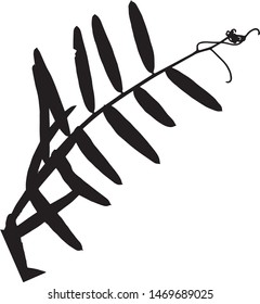 Silhouette "Vicia cracca" plant leaf "mouse peas". Close-up. Inflorescence plants. weed with flowers and leaves. Medicinal plant. Isolated vector illustration Black on white.