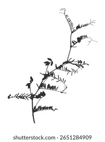 Silhueta Vicia cracca planta folhas ervilhas de rato. De perto. Plantas de inflorescência. erva com flores e folhas. Planta medicinal. Ilustração vetorial isolada Preto sobre branco.