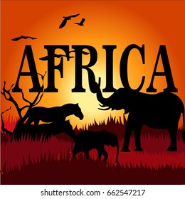 silhouette view of elephant at sunset, wildlife