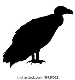 silhouette of vulture