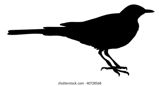 silhouette of wagtail