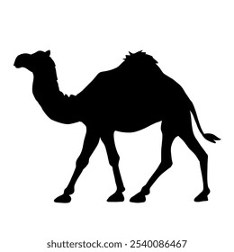 Silhouette of a walking camel